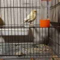 قناری گلاستر