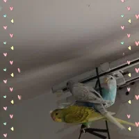 مرغ عشق فقط۱۸۰تومن ریبینو و خروس زینتی