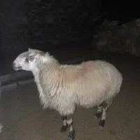 قوچ