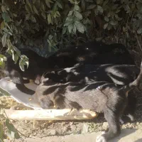 توله سگ نگهبان