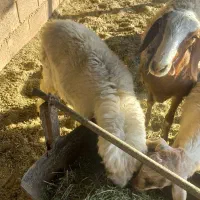 فروش کهره،بز،بره