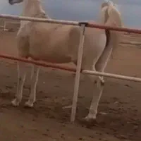 مادیان عرب
