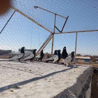 سیندار فروشی