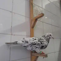 کفتر سار سرور