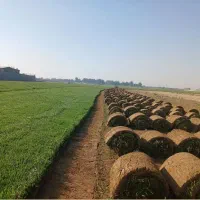 رول چمن