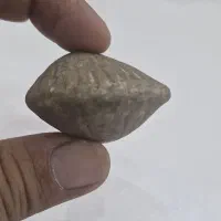 فسیل صدف دو کفه ای|کلکسیون اشیاء عتیقه|اهواز, فاز ۲ پادادشهر|دیوار
