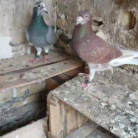 قوری