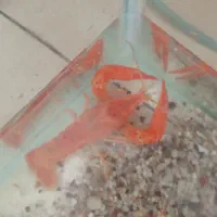 لابستر قرمز سرحال