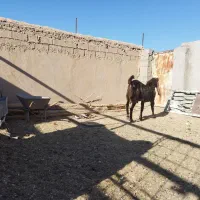 بز پاکستانی|حیوانات مزرعه|خواف, |دیوار