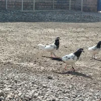 کفتر|پرنده|بمپور, |دیوار