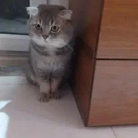 گربه اسکاتیش ۱۰ میلیون