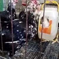 تک مرغ کوشین گلین|حیوانات مزرعه|خمینیشهر, |دیوار