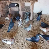 کبوتر نر و ماده