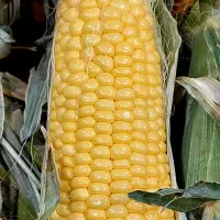 بلال تازه و خوشمزه + هایپر میوه گلچین|خوردنی و آشامیدنی|شاهدشهر, |دیوار