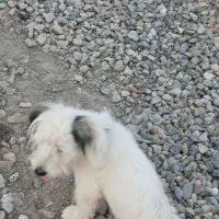 ...|سگ|سیمین شهر, |دیوار