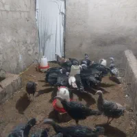 بوقلمون نر و ماده