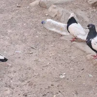 کبوتر در پرنده