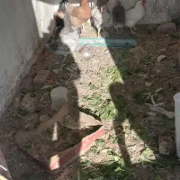 مرغ و خروس|حیوانات مزرعه|کرمان, |دیوار