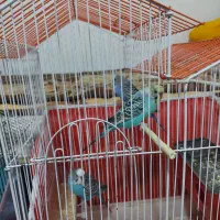 مرغ عشق ، فنچ