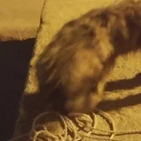 سگ شیتزو تربیت شده|سگ|امیدیه, |دیوار