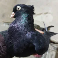 کله سیاه|پرنده|مسجد سلیمان, |دیوار