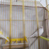 قناری سرحال