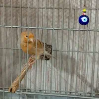 سهره .قناری ماده اوپال موزایکی تن نرفته