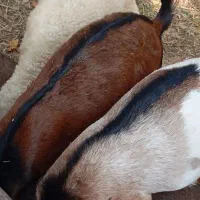 نری و گیسه فروشی|حیوانات مزرعه|قشم, |دیوار