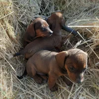 توله داشهوند (سوسیسی)|سگ|تهران, تهرانپارس جنوبی|دیوار