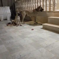 سرابی ۱۵ ماهه