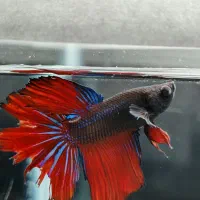 حراج ماهی فایتر ارزان|ماهی|اصفهان, ملک‌شهر|دیوار