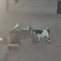 بز ماده
