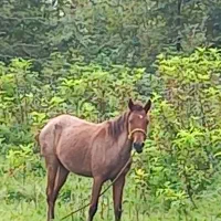 اسب مادیان|اسب و تجهیزات اسبسواری|پیربازار, |دیوار