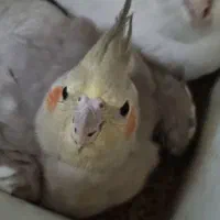 جفت عروس الیبنو اهویی