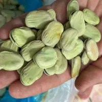 باقله تازه ودرشت