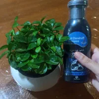 شامپو ضد شوره