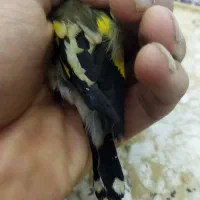 سهره دو رگ کرمونی