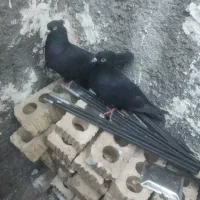 مرغ عشق وکبوتر زاغ.لنده