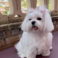 توله سگ فانتزی ریز|سگ|شیراز, معالیآباد|دیوار