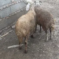 دوتا توقلی نرجنس|حیوانات مزرعه|سنگدوین, |دیوار