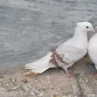 کبوتر|پرنده|سیلاخور, |دیوار