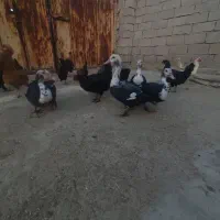 اردک