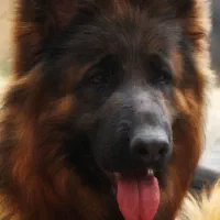 سگ ماده (۲.۵)سالع فوریی ق.یمت استثنایی|سگ|تهران, باغ فردوس|دیوار