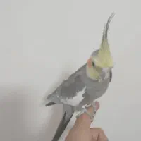 فروش 4عدد عروس هلندی