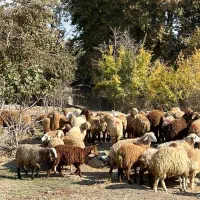 دامداری بره۸میلیون میش جوان ۱۲میلیون بزغاله۶میلیون