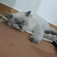 گربه|گربه|میاندوآب, |دیوار