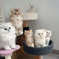 کانال گربه‌های اشرافی (اسکاتیش/پرشین/بریتیش)