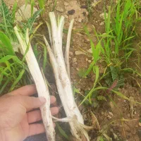 فروش کنگر آبدار