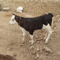 گاو شیری هلشتاین ارام همراه گوساله ماده سیمینتال