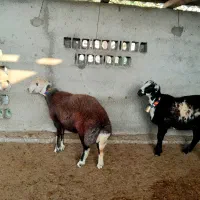 سلام 5عدد گوسفند توقلی زیره خاکی ناب